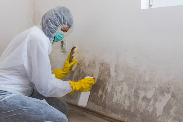 Home Mold Removal in Pelham Manor, NY