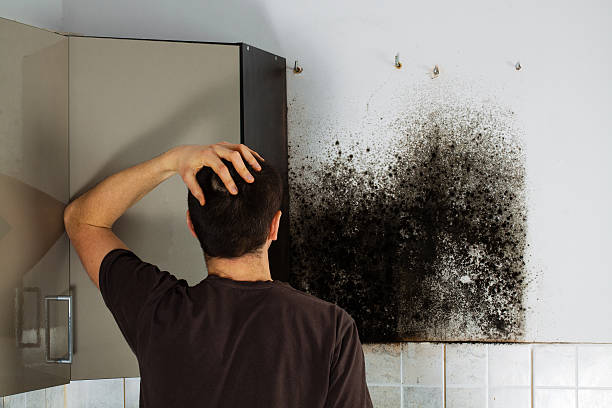 Best Mold Damage Repair  in Pelham Manor, NY